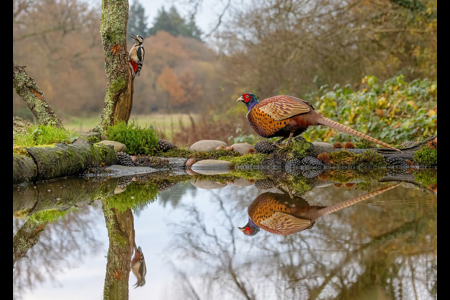 Pheasant And Woodpecker Reflections