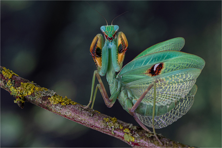 Stagmatoptera Biocellata