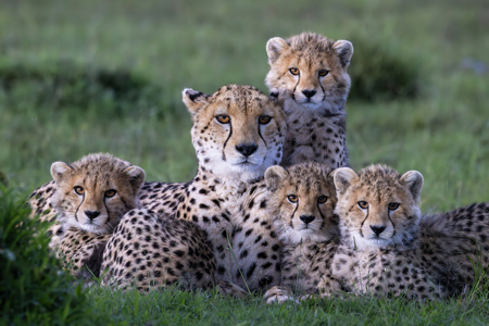 Family Portrait - Nashipai And Cubs