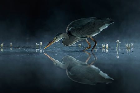 Grey Heron Fishing At Night