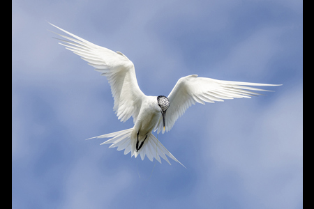 Juvenile Sandwich Tern