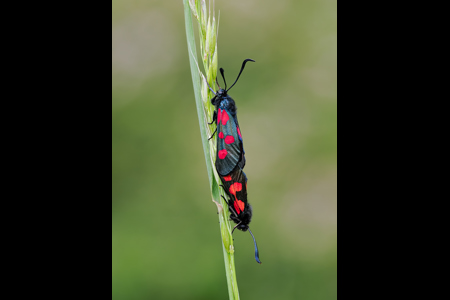 Five Spot Burnett Moths Mating