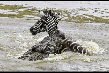 Crocodile Bite On Zebra