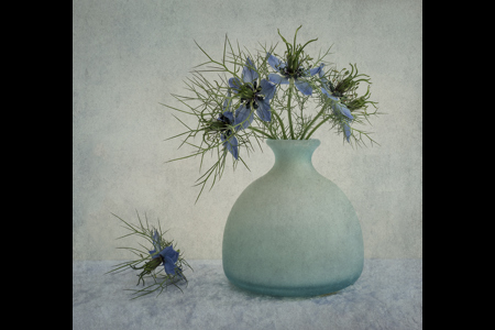 Nigella Blue