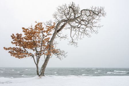 Lone Tree, Hokkaido