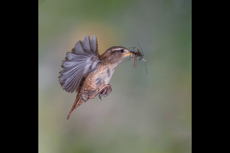 Wren With Insects