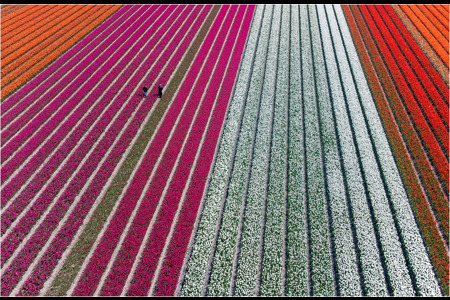 Tulips