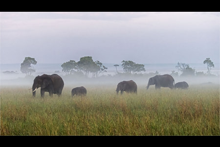 Elephants In The Mist