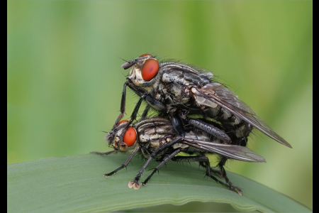 Mating Flesh Flies