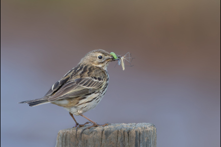 A Provisioning Pipit