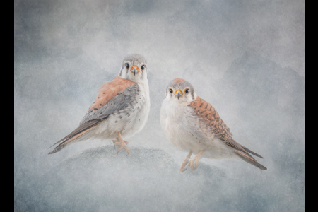 American Kestrels