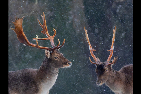 Snowy Stags