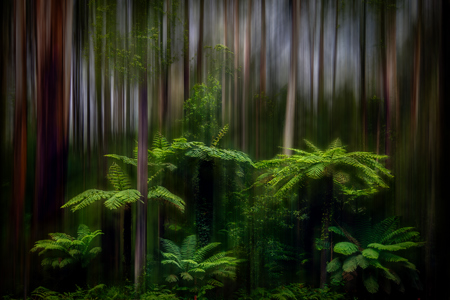 A Dreamy Temperate Forest