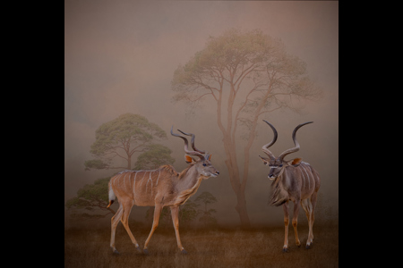 Kudu Meeting