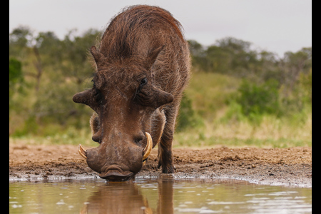 Broken Tusk Warthog