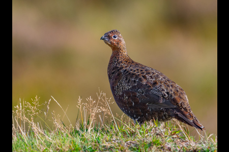 Red Grouse