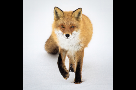 Yezo Red Fox