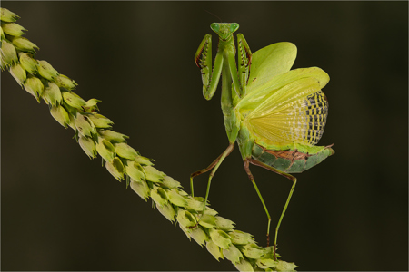 Parvidentata Mantis