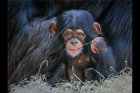 Baby Chimp