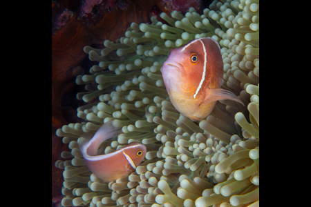 Pink Skunk Clownfish