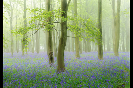 Misty Bluebell Wood