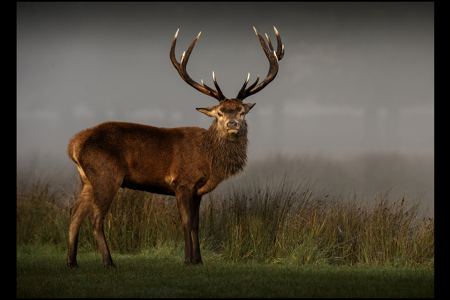 Red Deer