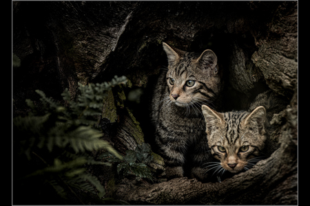 Scotish Wild Cat Kittens