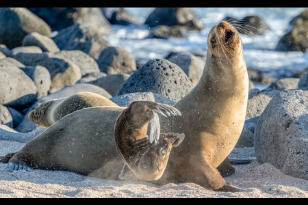 Sea Lion Pup Approaches The Wrong Mother