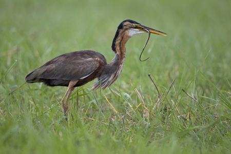 Purple Heron With Snake