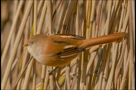 Female Bearded Tit In Habitat