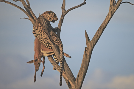 Leopard In Tree With Kill