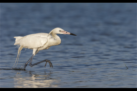 Hunting White Morph Reddish Egret