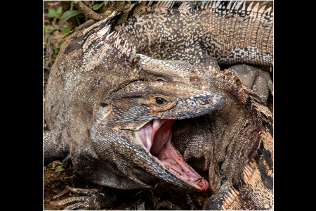 Iguana Anger