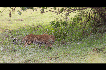 Leopard And Dik Dik