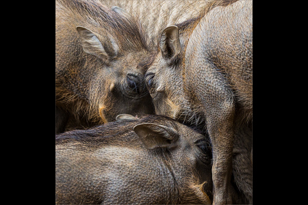 Warthog Piglets