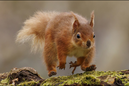 Red Squirrel