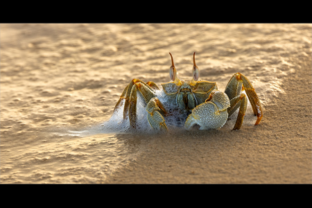 Maldivian Ghost Crab