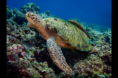 Green Sea Turtle With Remora Fish