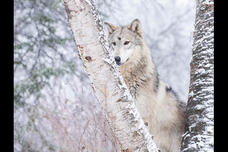 Grey Wolf Peers Thru The Silver Birches