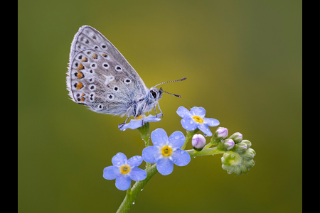 Common Blue On Forget Me Not