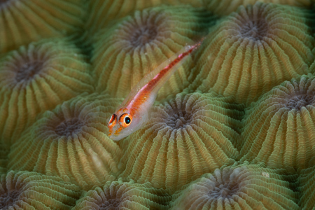 Goby On Coral, Philippines