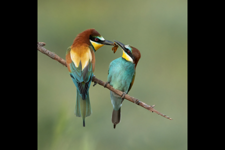 Bee-Eaters Courting