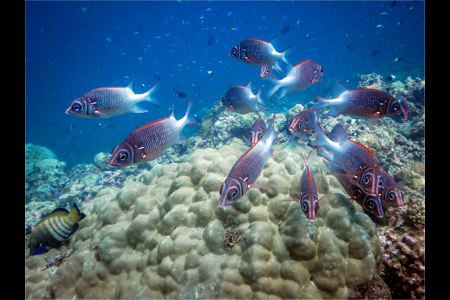 Soldierfish On Gaurd