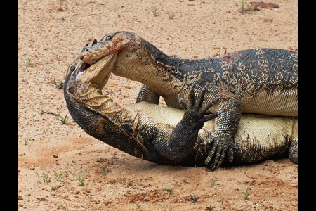 Monitor Lizards Fighting