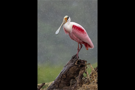 Roseate Spoonbill In The Rain