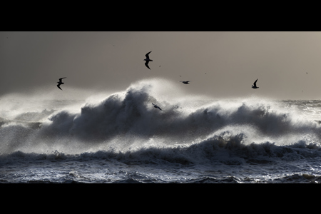 Sea Birds And Waves, Vik Beach