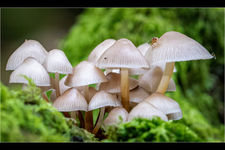 Woodland Fungi