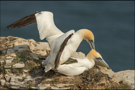 Mating Gannets