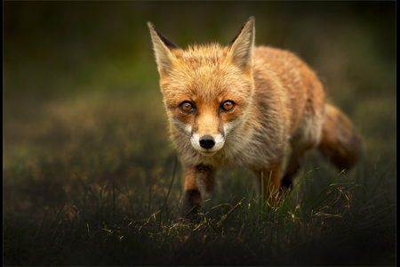 Red Fox Alert