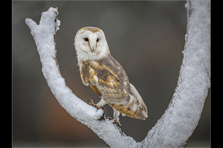 Barn Owl